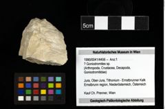 Foto (Objekt + Etiketten) von ? Goniodromites sp. 